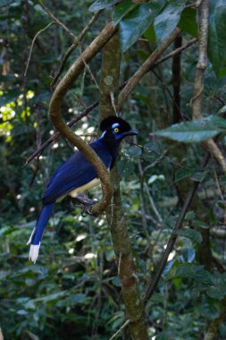 Saksağan, dalına tünemiş siyah, beyaz ve mavi kürklü kuş.