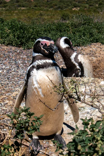 パタゴニア アルジェンチナのプンタ トンボ保護区のマゼランペンギンの閉鎖 — ストック写真