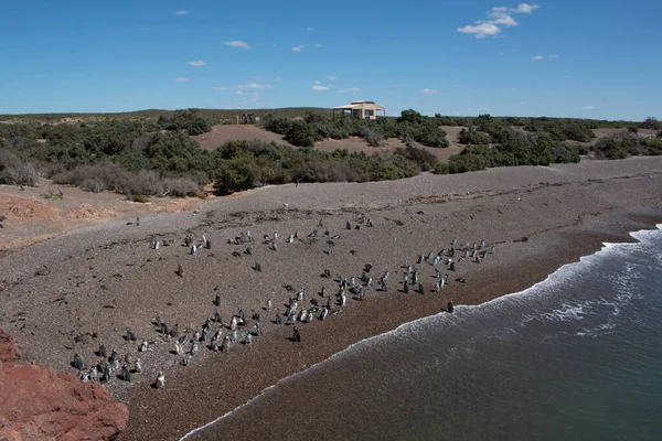 Punta Tombo 'daki penguen plajı Patagonya Arjantin' de.
