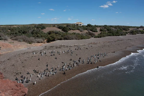 Pingvinstranden Punta Tombo Reservat Patagonien Argentina — Stockfoto