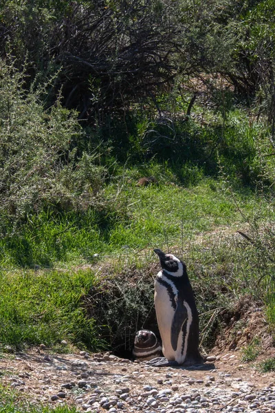 Penguenler Punta tombo 'da güneşlenirken, hayvanlar Patagonya' da saklanırken Aargentina