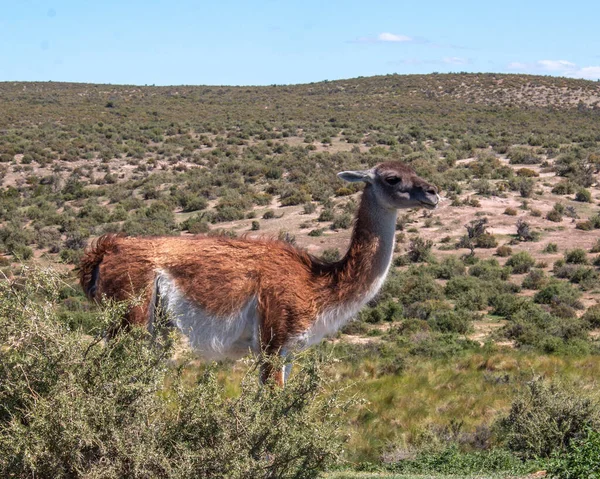 Vahşi patagonik guanaco tarlada, Arjantin