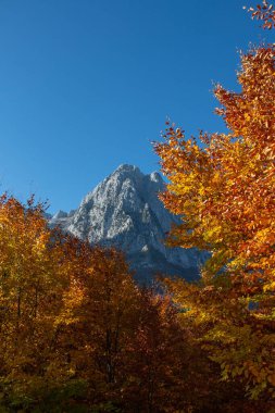Sonbaharda sarı yaprak ağaçlarıyla dolu dağ zirvesi, Theth