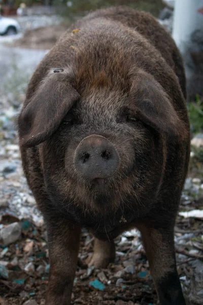 Orta boy koyu kahverengi domuza yakın çekim