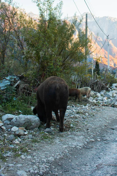 Domuzlar sırtlarını taştan yolda yiyorlar. Arka planda dağlar var.