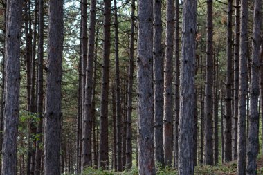 Kuzey Makedonya 'da ince ağaç gövdelerine yakın çekim