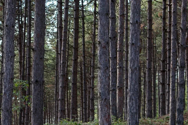 Kuzey Makedonya 'da ince ağaç gövdelerine yakın çekim