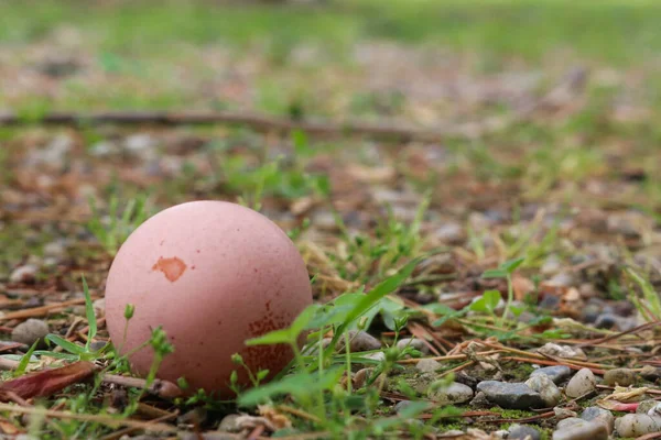 Yeni bırakılmış yumurta, yakın plan, doğada, İstanbul.