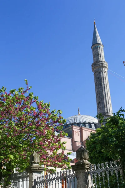 Santa Sofia Camii 'nin kulesi ve kulesi, çiçekli ve mavi gökyüzü olan bir ağacın yanında. İstanbul.