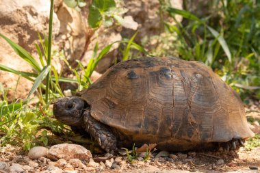 Türkiye 'de vahşi kaplumbağanın yakın çekimi. 