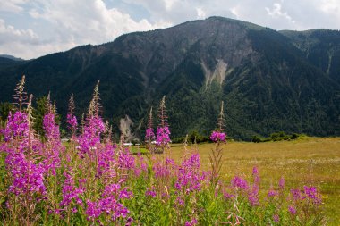 Beautiful violet wildflowers on the trekking path from the town of Mestia to Ushguli, Geogia.