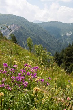 Beautiful violet wildflowers growing in the Caucasus mountain range. Mestia-Ushguli trek, Georgia. 