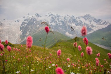 Wild, beautiful and colorful flora of the meadows of the snowy Caucasus mountain range. Mestia-Ushguli trekking, Georgia. 