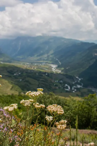 Panoramic view of the meadow and mountains with small colorful flowers, during the trek from Mestia town to Ushguli, in Geogia.