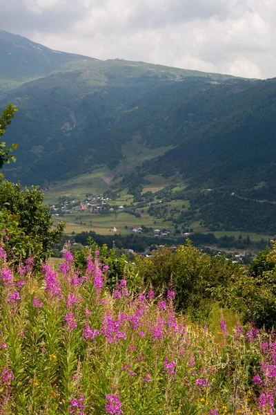 Beautiful violet wild flowers and view of the small village of Tsaldashi, on the trekking trail from the town of Mestia to Ushguli, in Geogia.