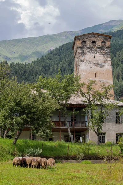 Typical House Svan Tower Sheep Grazing Village Tsaldashi Trek Town — Stock Photo, Image