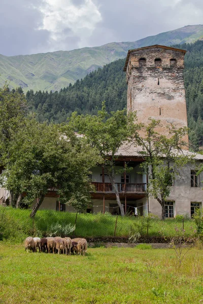 Typical House Svan Tower Sheep Grazing Village Tsaldashi Trek Town — Stock Photo, Image