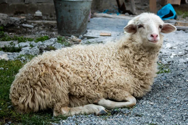 White sheep resting in the village of Adishi. The Mestia-Ushguli trek, Georgia. 