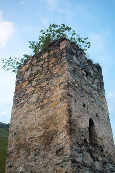 Svan tower with green plants growing on its top in Adishi village. The Mestia-Ushguli trek, Georgia. 