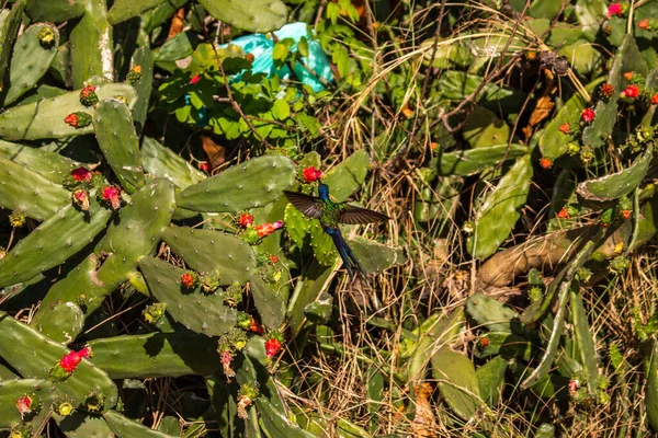Small hummingbird on a cactus flower, in the background a plastic waste bag, in Sao Pedro da Aldeia, Cabo Frio, Brazil.