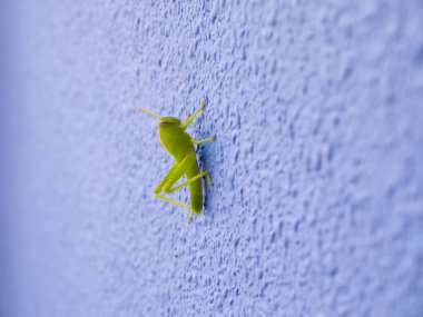 A common green grasshopper or green locust resting on a blue stucco wall inside a home.	