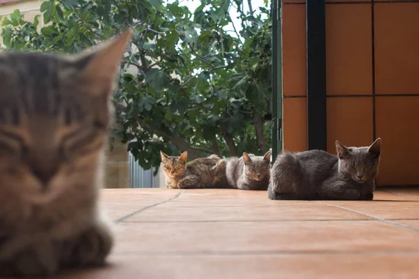 Cat Family Sleeps Three Kittens Nap Background While Mother Sleeps — Stock Photo, Image