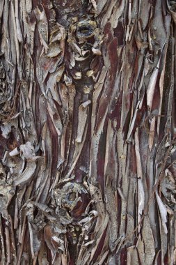 Cracked and dry wood texture of the stem of a great Arizona Cypress. Textured background.	