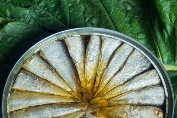 Primer Plano Una Sardina Enlatada Sobre Una Hoja Verde Perenne — Foto de Stock