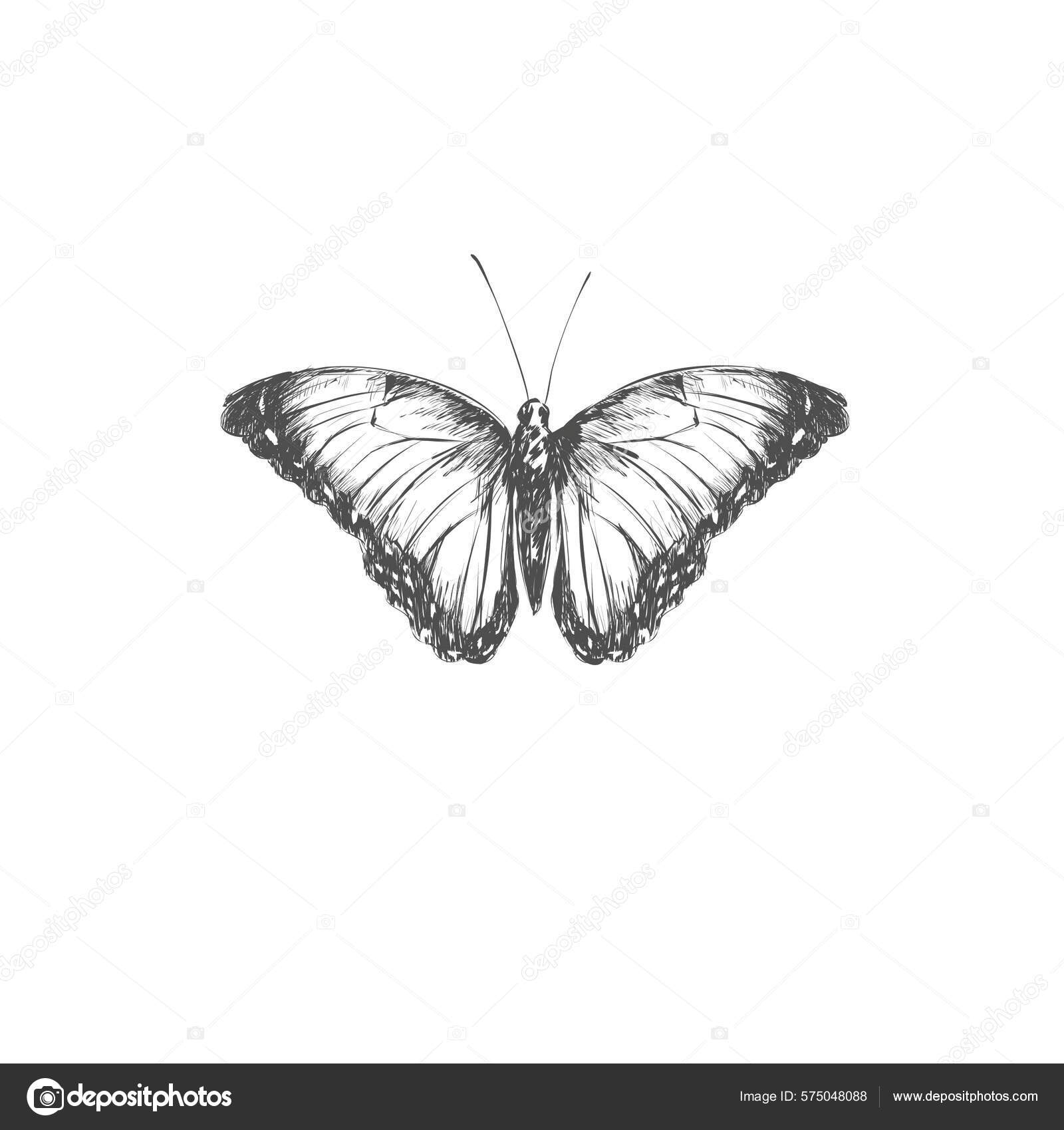 Monarch Butterfly Colorful Wings Antennae Isolated White Background