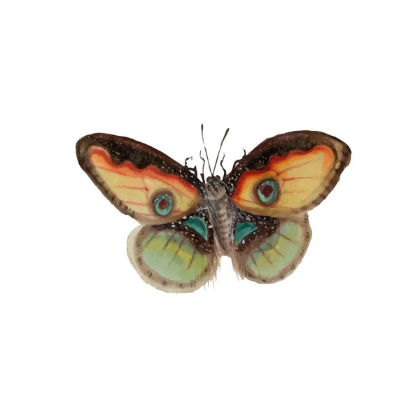 Mariposa Monarca Con Alas Coloridas Antenas Aisladas Sobre Fondo Blanco — Vector de stock