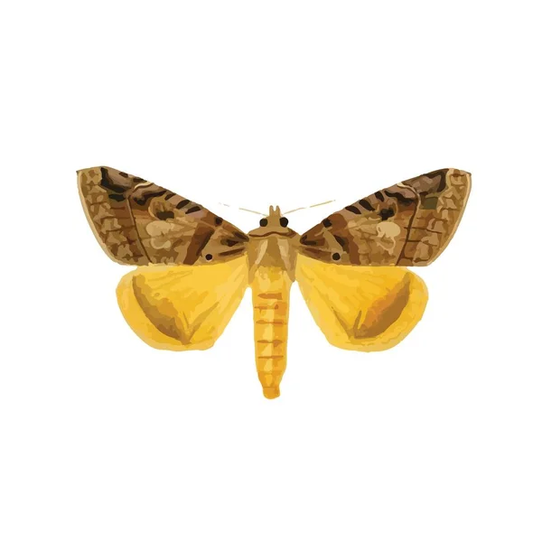 Monarcha Motýl Barevnými Křídly Anténami Izolované Bílém Pozadí Pěkný Výhled — Stockový vektor