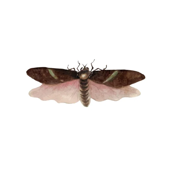 Mariposa Monarca Con Alas Coloridas Antenas Aisladas Sobre Fondo Blanco — Archivo Imágenes Vectoriales