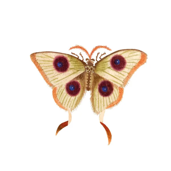 有彩色翅膀和触角的拱形蝴蝶 在白色背景下被隔离 飞蛾的顶视图真漂亮华丽奇异的春虫 彩色平面纹理矢量插画 — 图库矢量图片