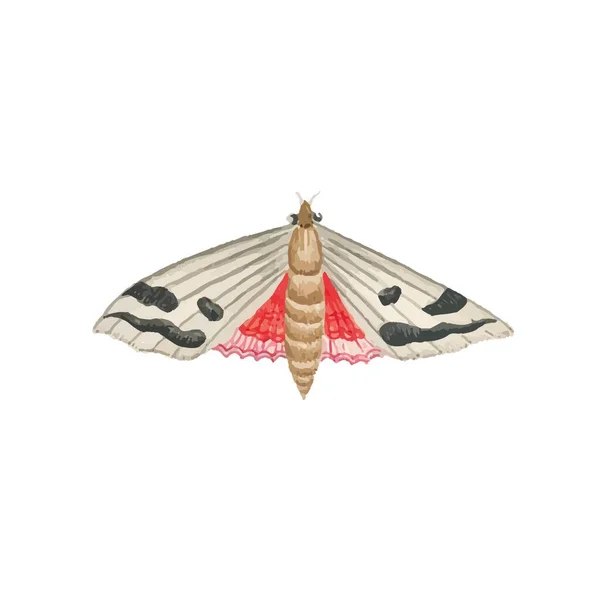 Monarchvlinder Met Kleurrijke Vleugels Antennes Geïsoleerd Witte Achtergrond Mooi Vliegend — Stockvector