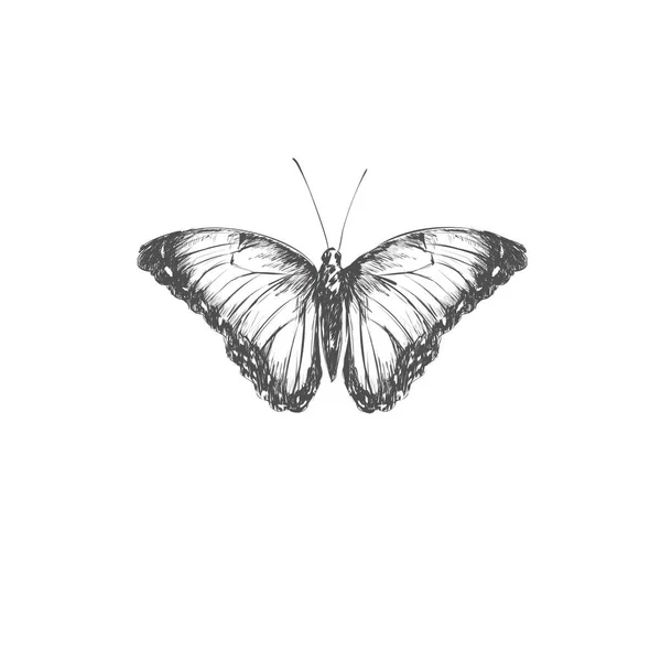Mariposa Monarca Con Alas Coloridas Antenas Aisladas Sobre Fondo Blanco — Archivo Imágenes Vectoriales