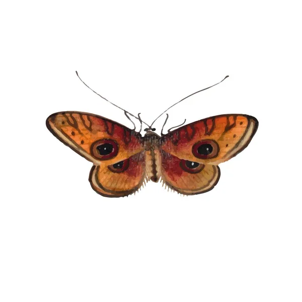 Mariposa Monarca Con Alas Coloridas Antenas Aisladas Sobre Fondo Blanco — Vector de stock