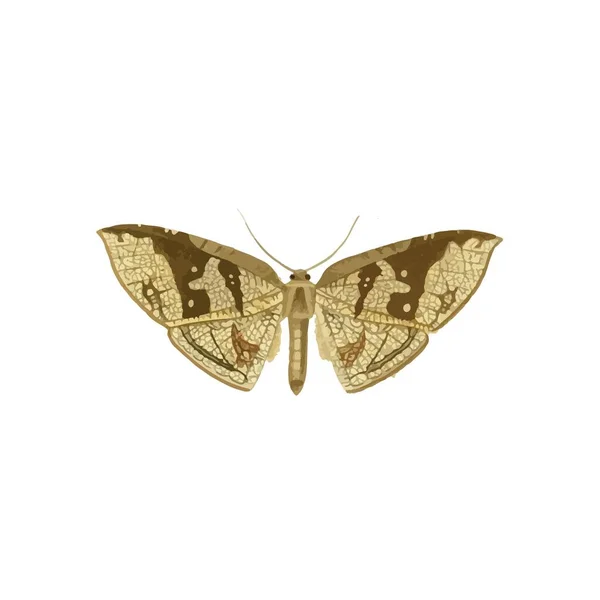 Монарх Метелик Різнокольоровими Крилами Антенами Ізольовано Білому Тлі Досить Літаючий — стоковий вектор