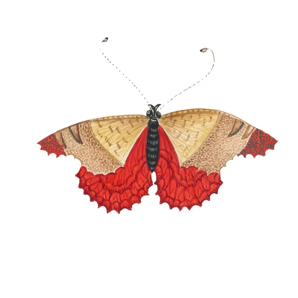 Monarcha Motýl Barevnými Křídly Anténami Izolované Bílém Pozadí Pěkný Výhled — Stockový vektor