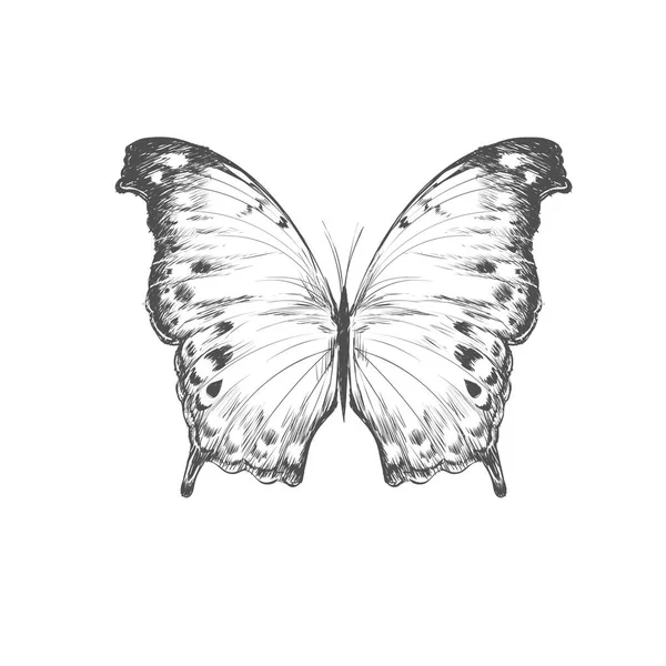 Mariposa Monarca Con Alas Coloridas Antenas Aisladas Sobre Fondo Blanco — Vector de stock