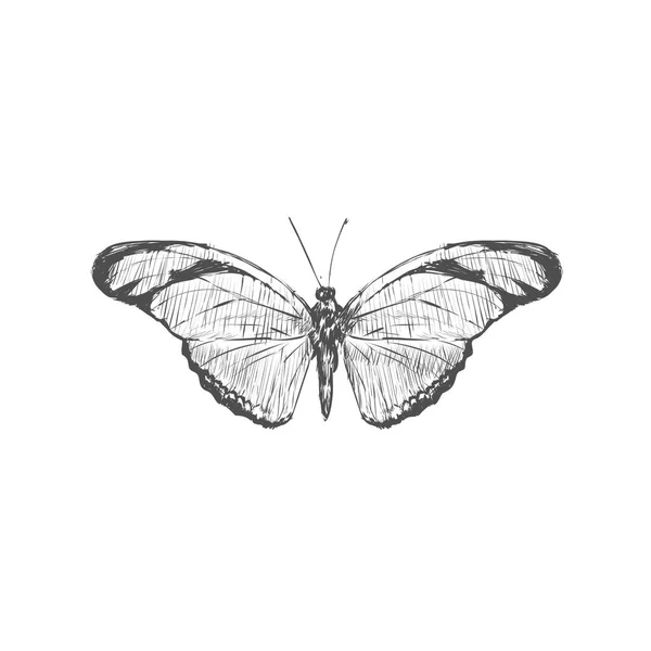 Mariposa Monarca Con Alas Coloridas Antenas Aisladas Sobre Fondo Blanco — Vector de stock