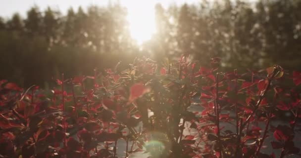 Fresh Plants Red Leaves Growing Farm Field Sky Sunny Morning — 图库视频影像