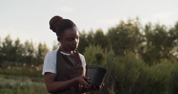 African American Female Farmer Apron Inspecting Potted Sprout Sunny Morning – Stock-video
