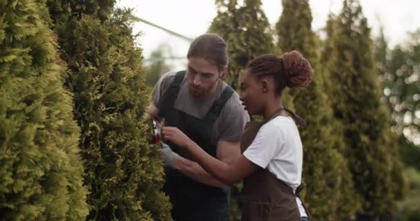 Samec Zahradník Ukazuje Černošky Kolegyně Jak Řezat Větve Stromů Při — Stock video