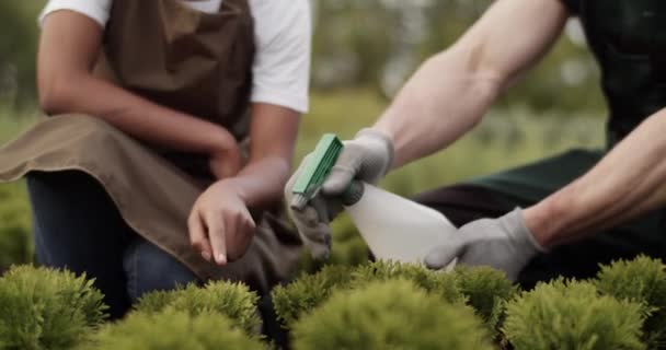 Diverse Man Woman Pointing Spraying Fertilizer Green Plants While Working — Vídeo de stock