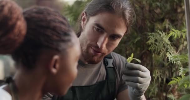 Man Showing Green Leaves Plant Black Female Farmer Inspection Countryside — Vídeo de Stock