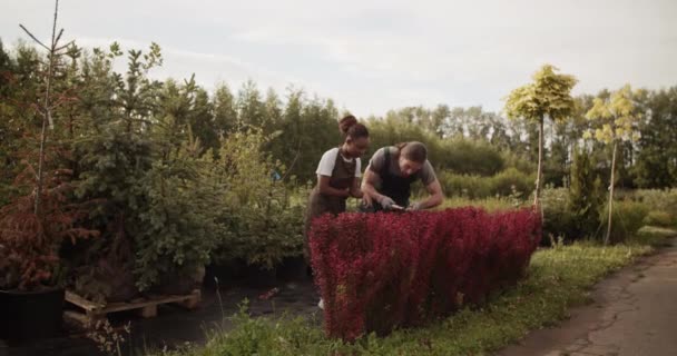 Multiracial Man Woman Aprons Examining Cutting Red Plants Shears Farm — 图库视频影像
