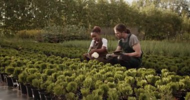 Male gardener using tablet near black woman in apron spraying fertilizer in field on rural plantation
