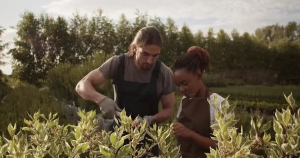 Multiraciální Farmáři Feny Nosí Zástěry Řezání Svěží Keře Střihem Během — Stock video