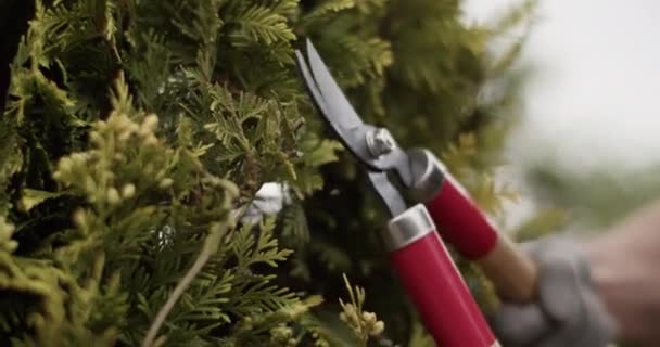 Unrecognizable Farmer Gloves Cutting Branches Coniferous Tree Pruner While Working — Vídeo de Stock