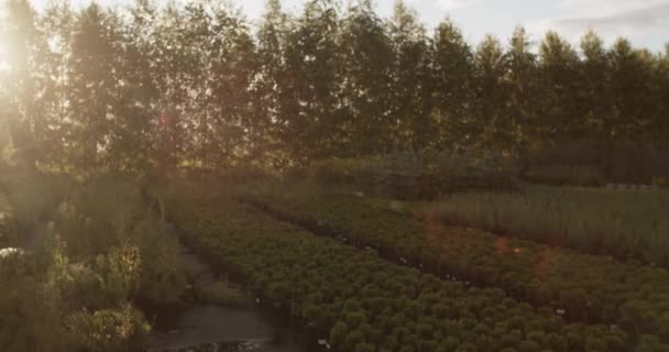 Tanaman Hijau Segar Tumbuh Lapangan Dekat Pohon Subur Saat Matahari — Stok Video